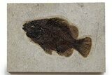 Detailed Fossil Fish (Cockerellites) - Wyoming #349263-1
